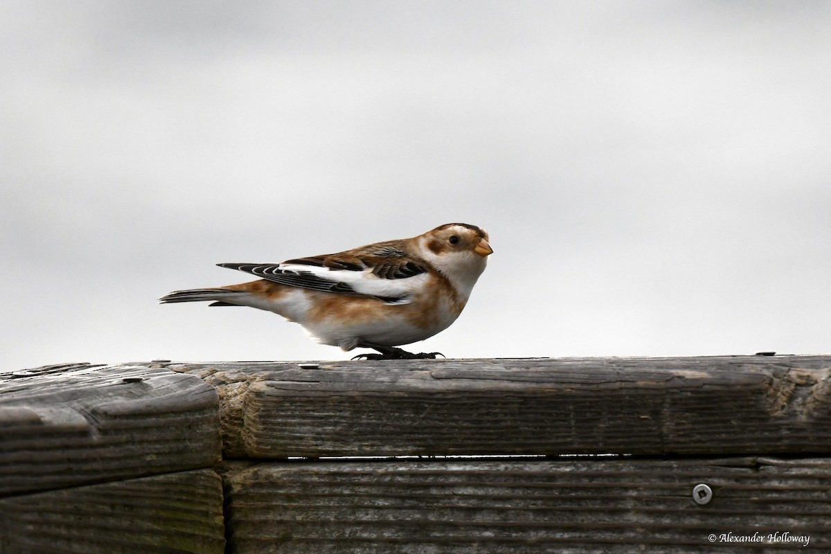 Schneeammer - ML645527996