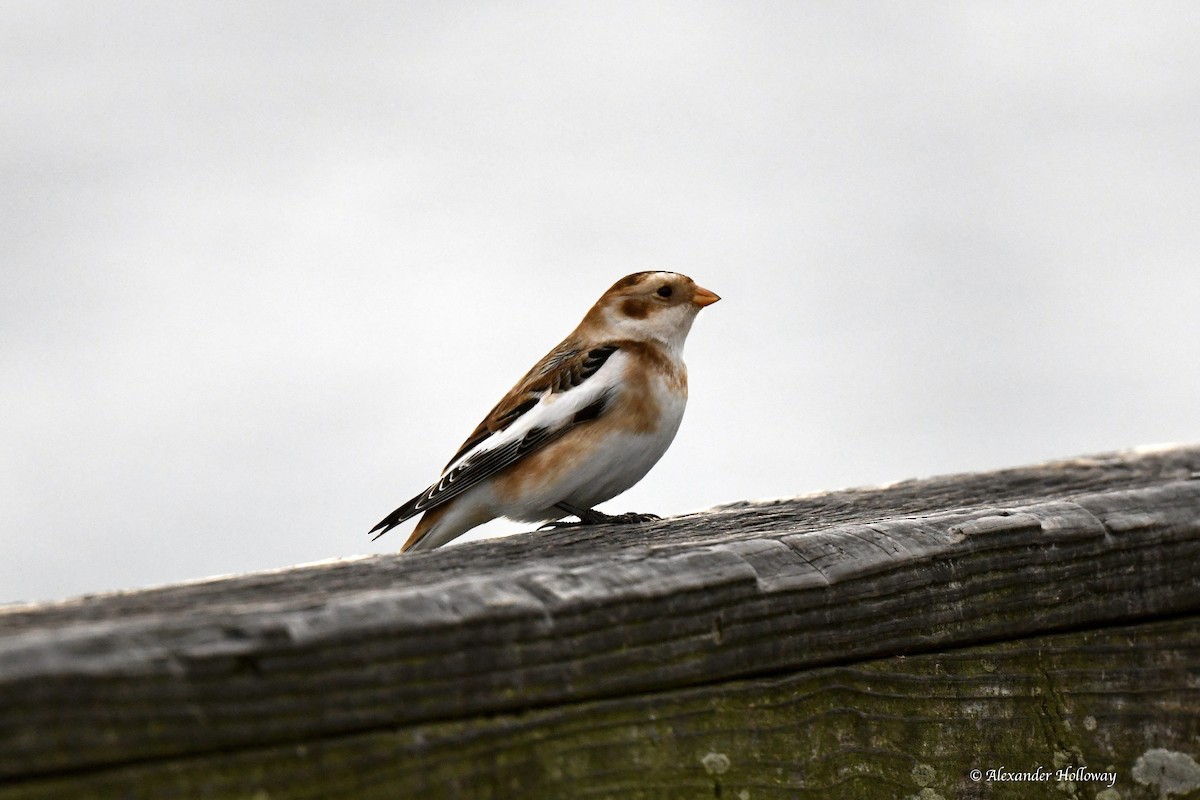 Schneeammer - ML645527997