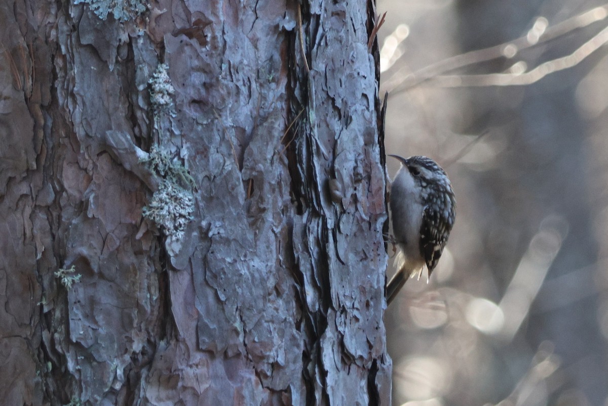 Amerikabaumläufer - ML645528004