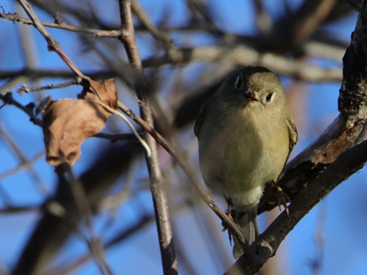 Ruby-crowned Kinglet - ML645528005