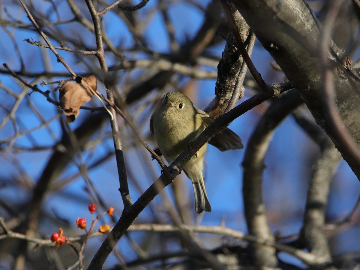 Ruby-crowned Kinglet - ML645528006