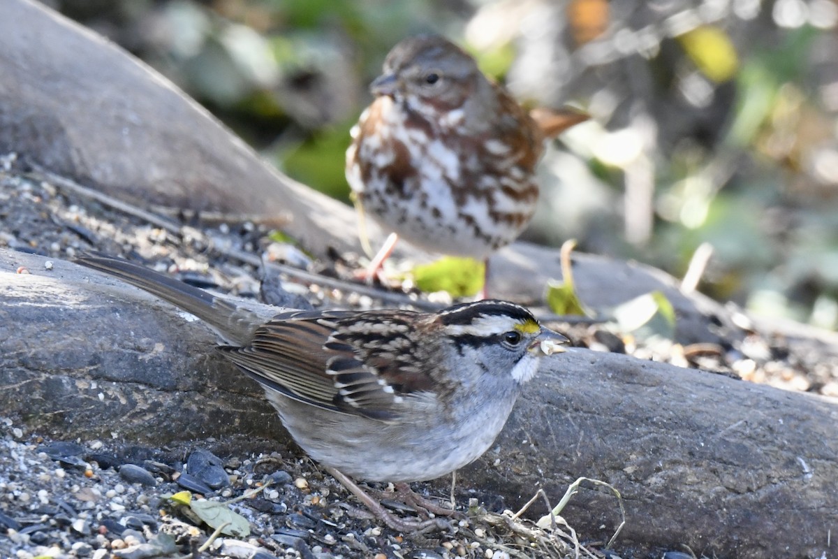 White-throated Sparrow - ML645528015