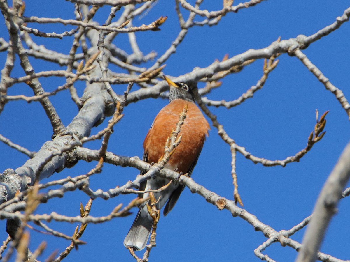 American Robin - ML645528022