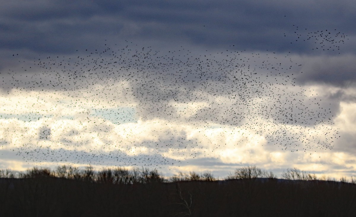 ictéridé sp. - ML645528025