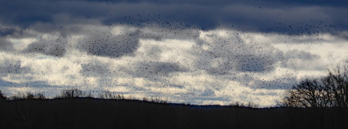 ictéridé sp. - ML645528027