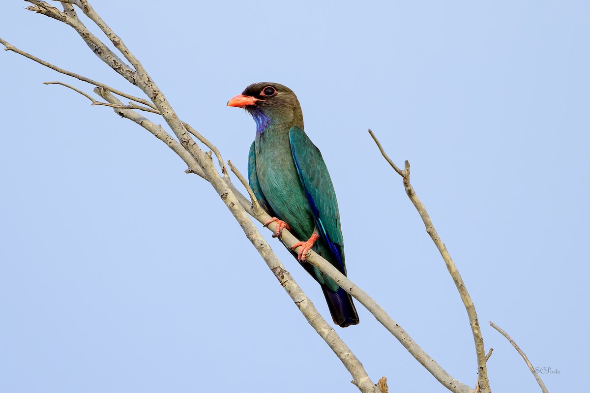 Dollarbird - ML645528032