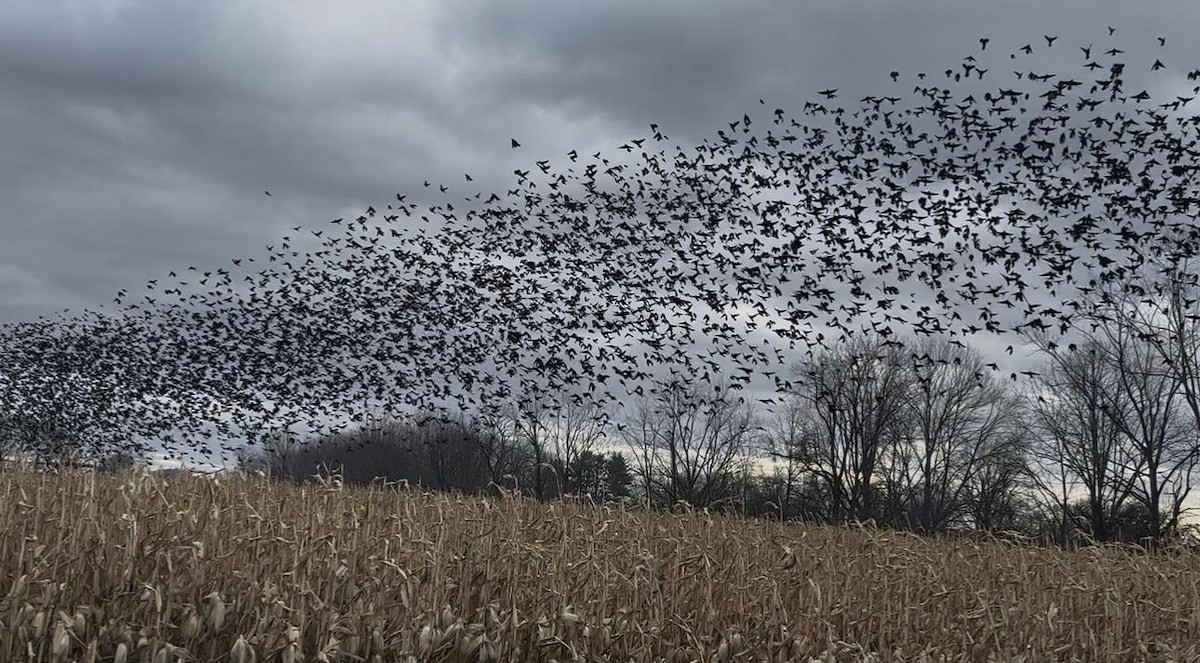 ictéridé sp. - ML645528033