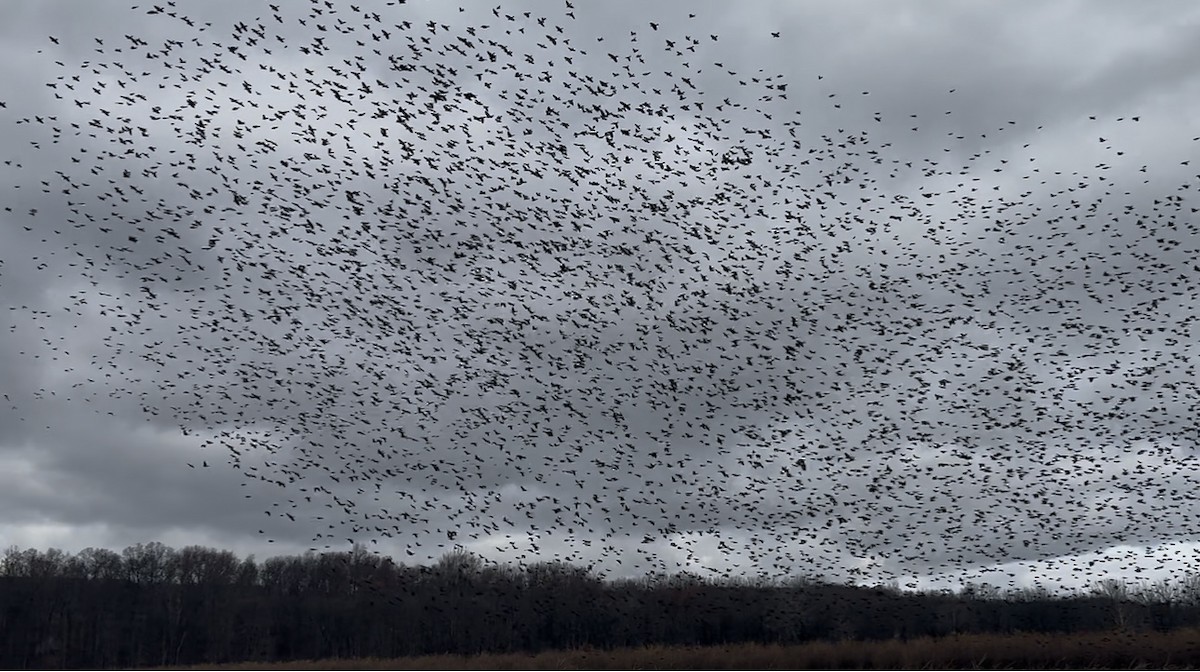 ictéridé sp. - ML645528036