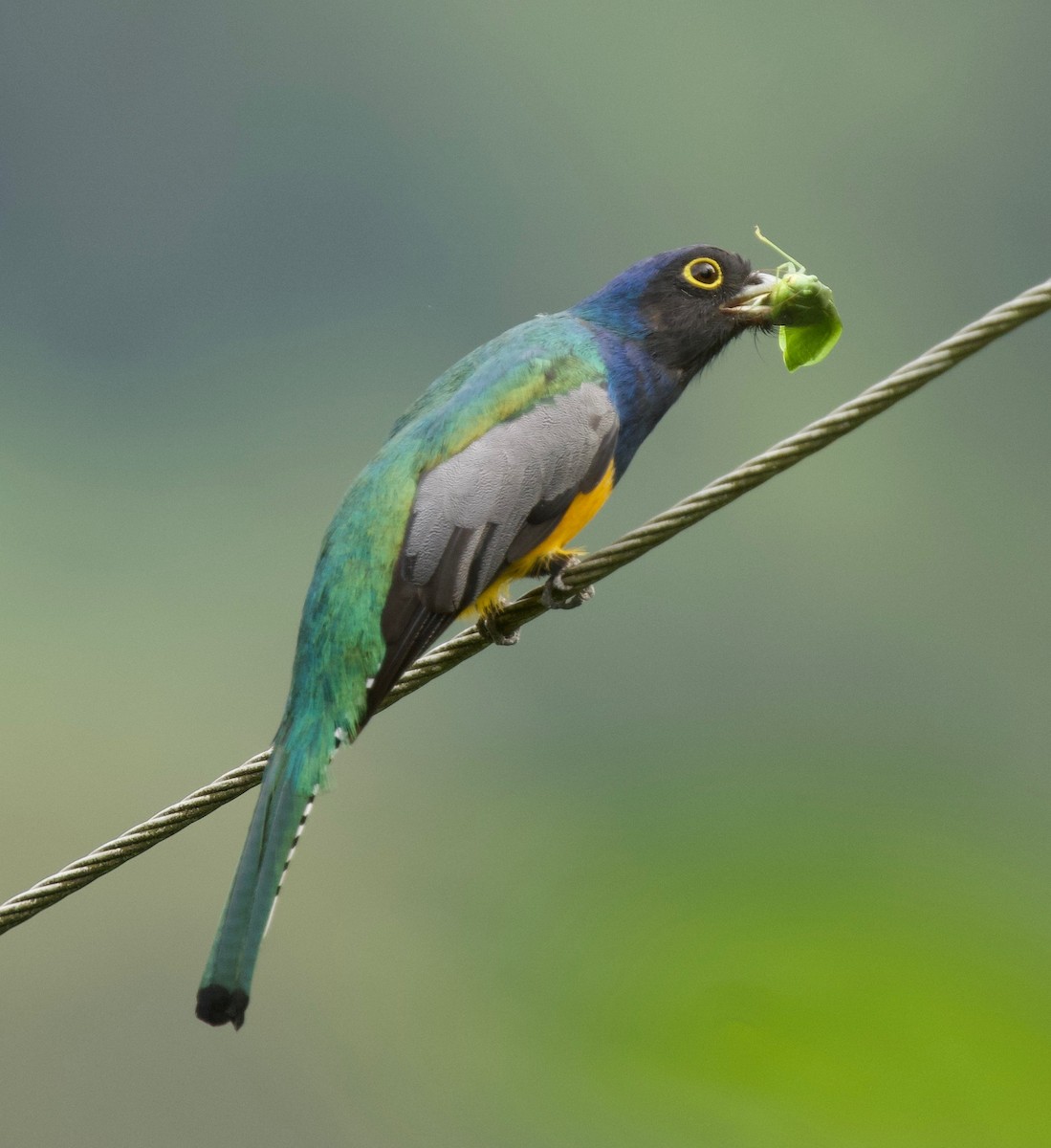 Gartered Violaceous Trogon - ML645528068