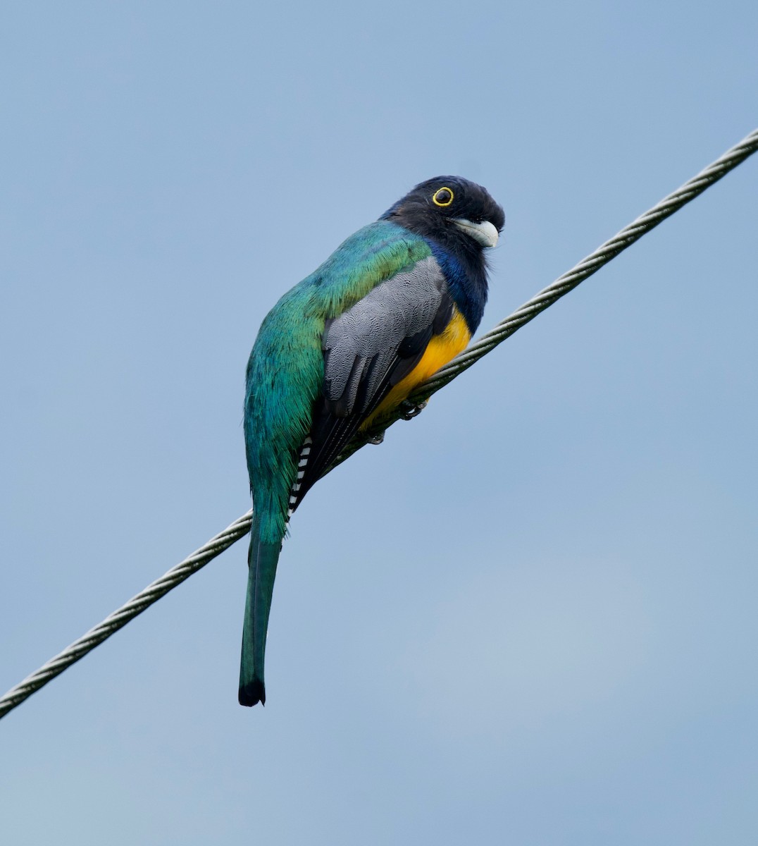 Gartered Violaceous Trogon - ML645528072