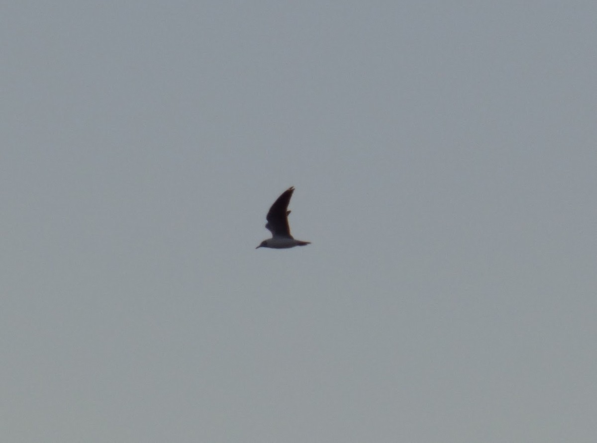 Gray-hooded Gull - ML645528073