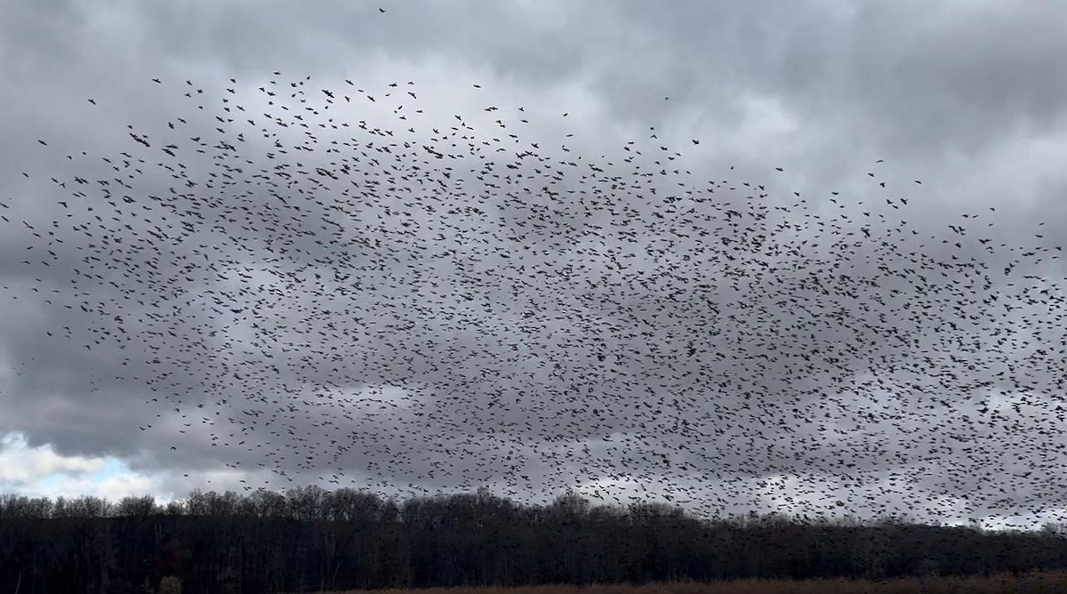 ictéridé sp. - ML645528079