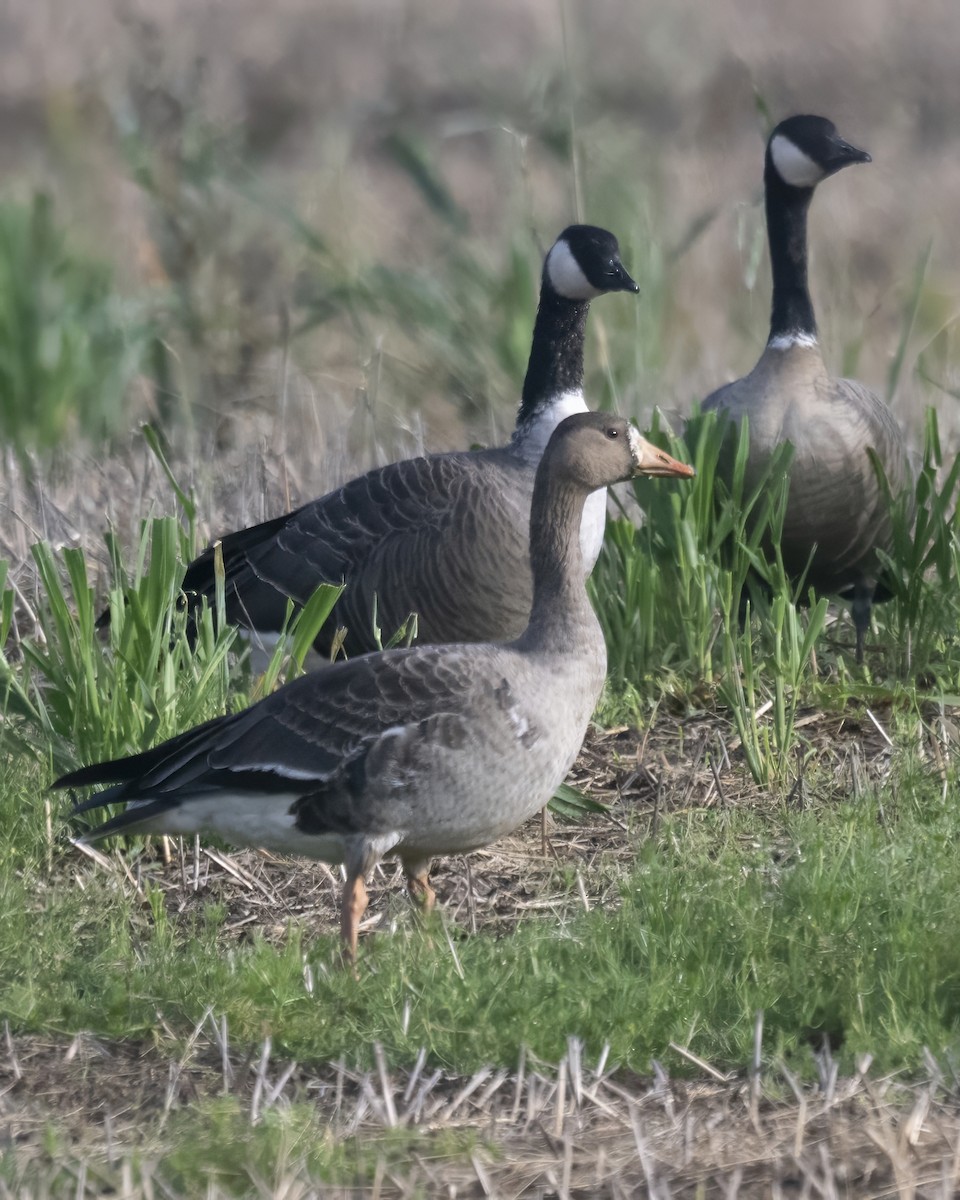 Greater White-fronted Goose - ML645528082