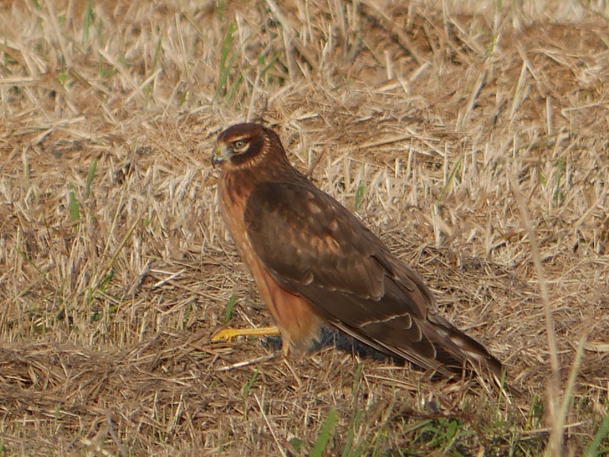 זרון אמריקני - ML645528088