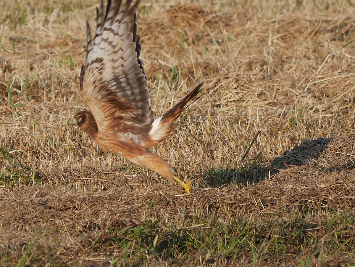זרון אמריקני - ML645528089