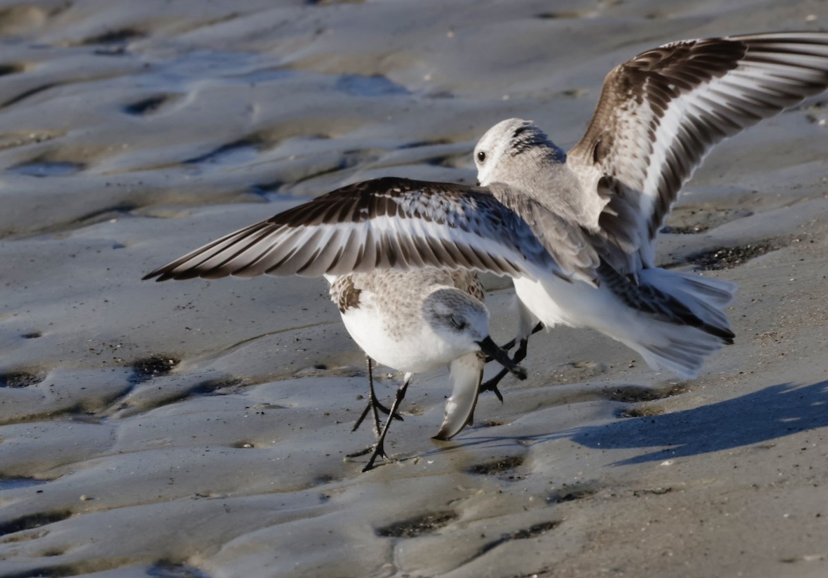 jespák písečný - ML645528091