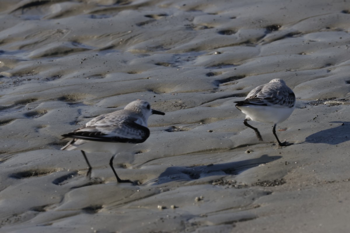 jespák písečný - ML645528092