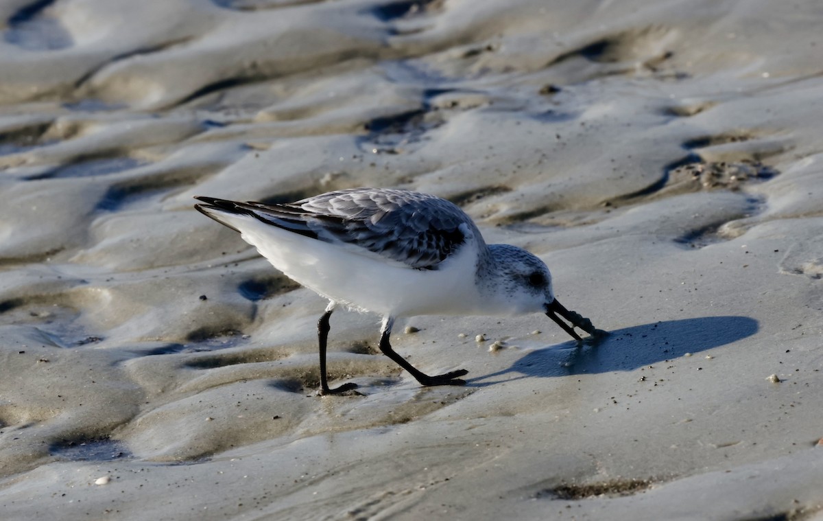 jespák písečný - ML645528093