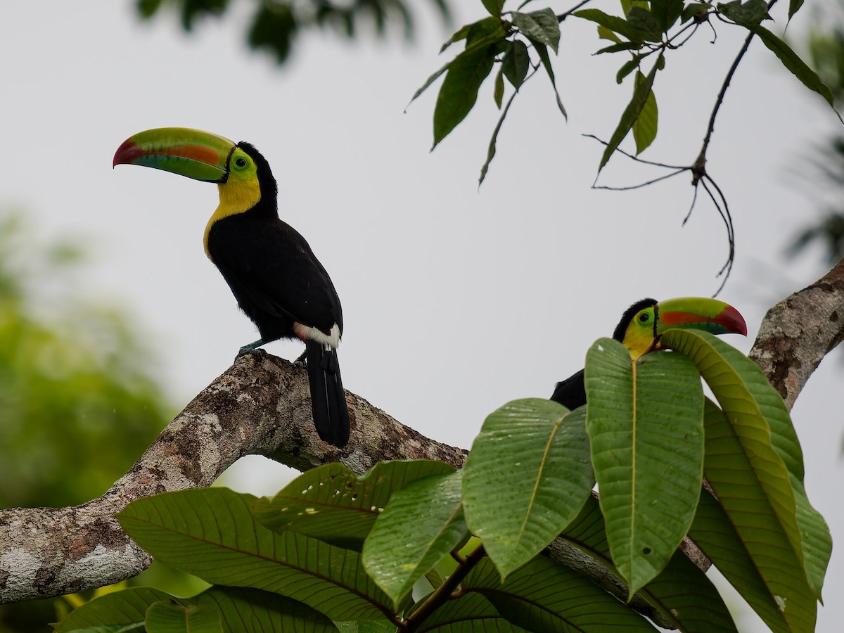 Fischertukan - ML645528097