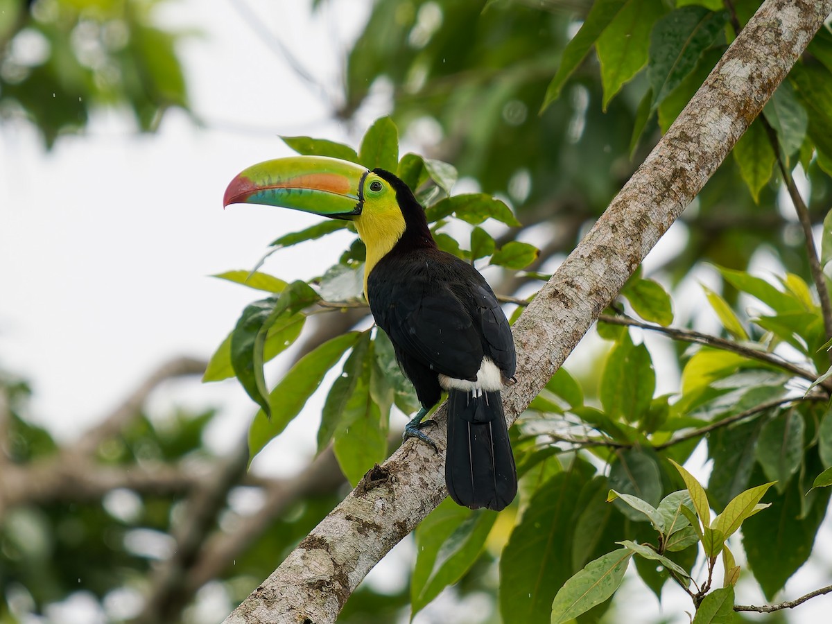 Fischertukan - ML645528099