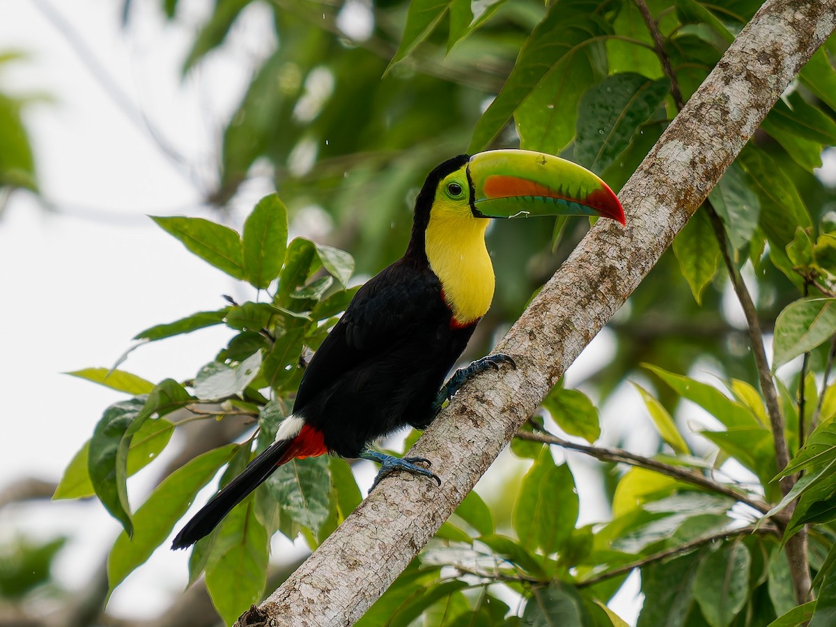 Fischertukan - ML645528100