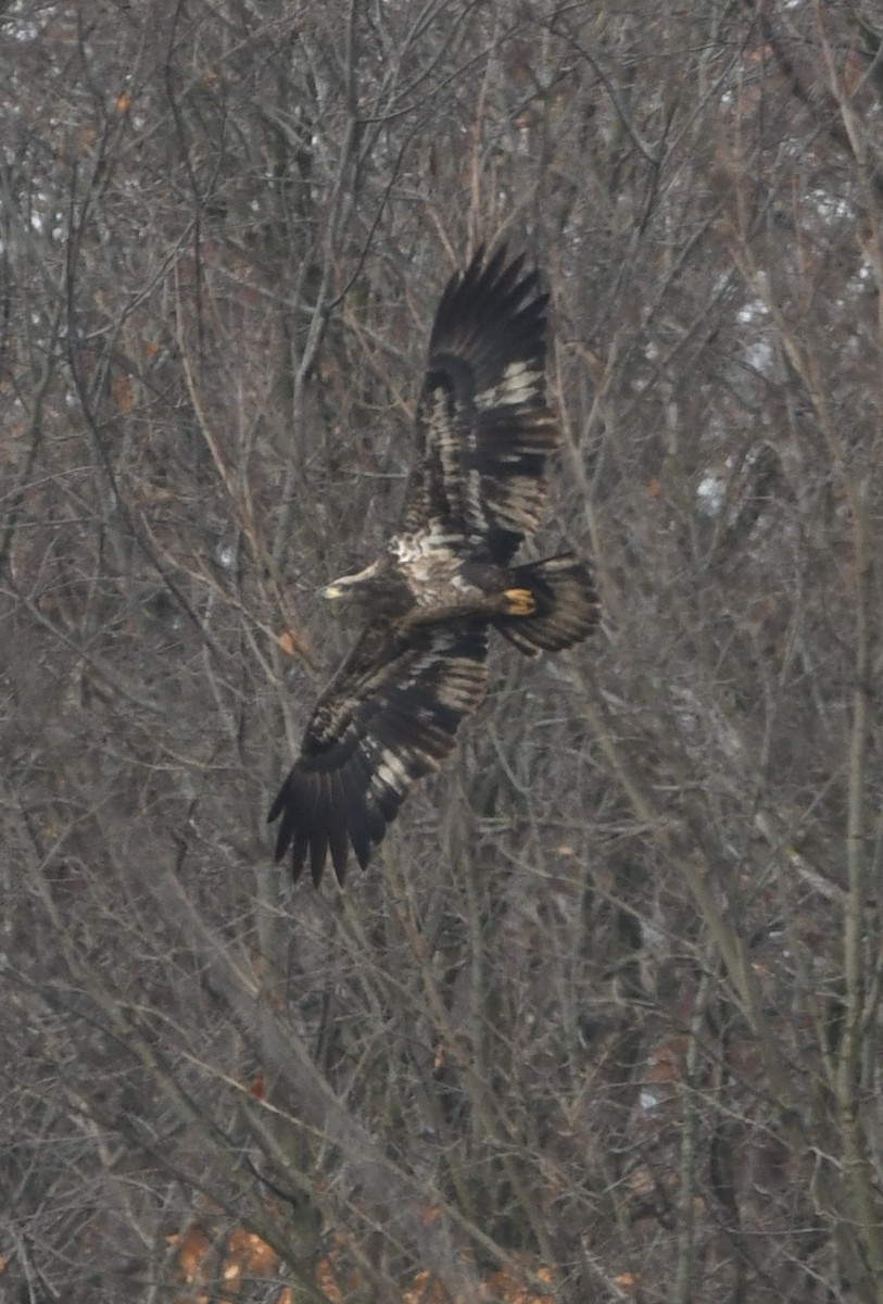 Bald Eagle - ML645528102