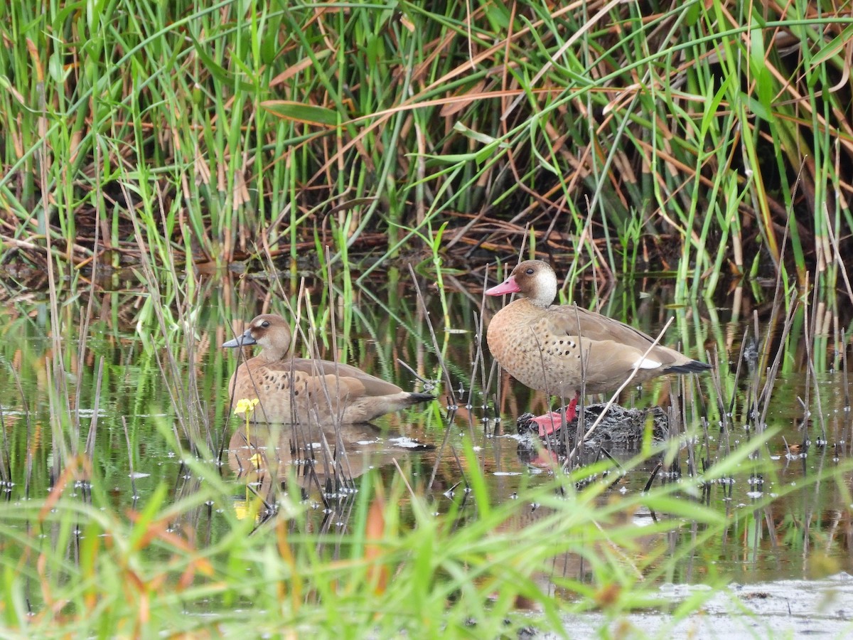 Brazilian Teal - ML645528103