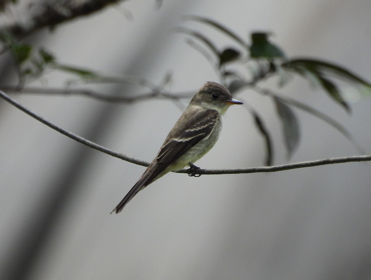 Northern Tropical Pewee - ML645528117