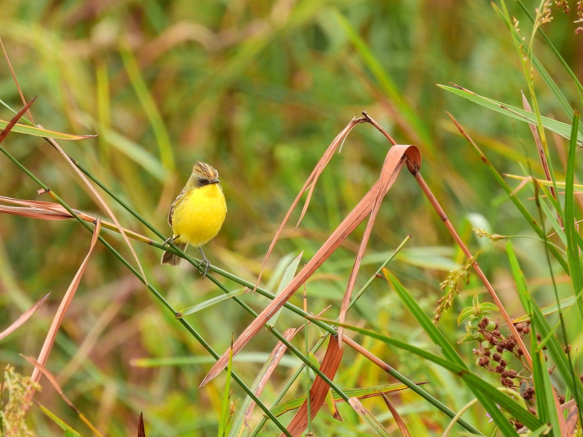 Crested Doradito - ML645528119
