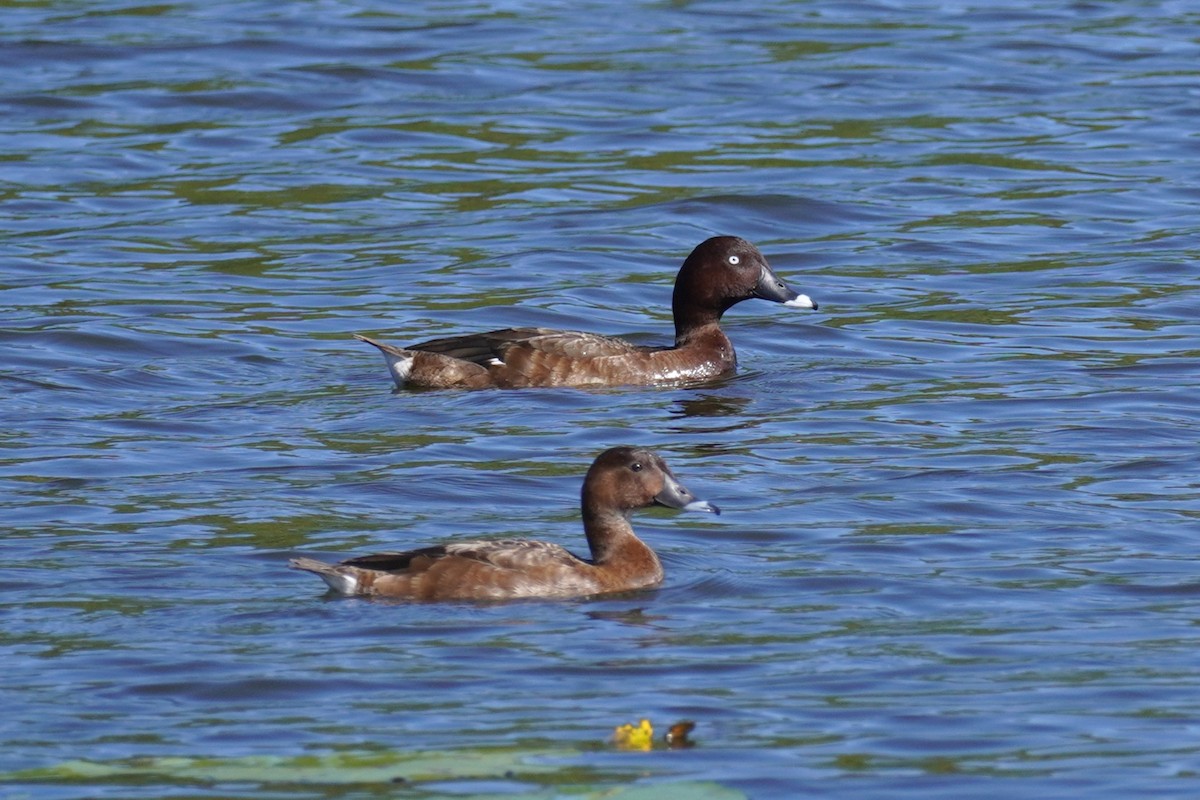 Hardhead - ML645528127