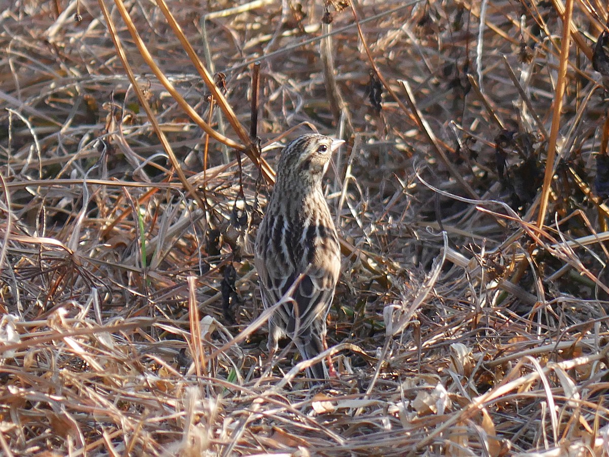 Savannah Sparrow - ML645528130
