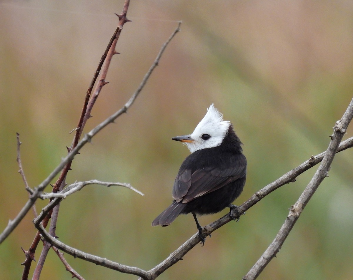 White-headed Marsh Tyrant - ML645528131