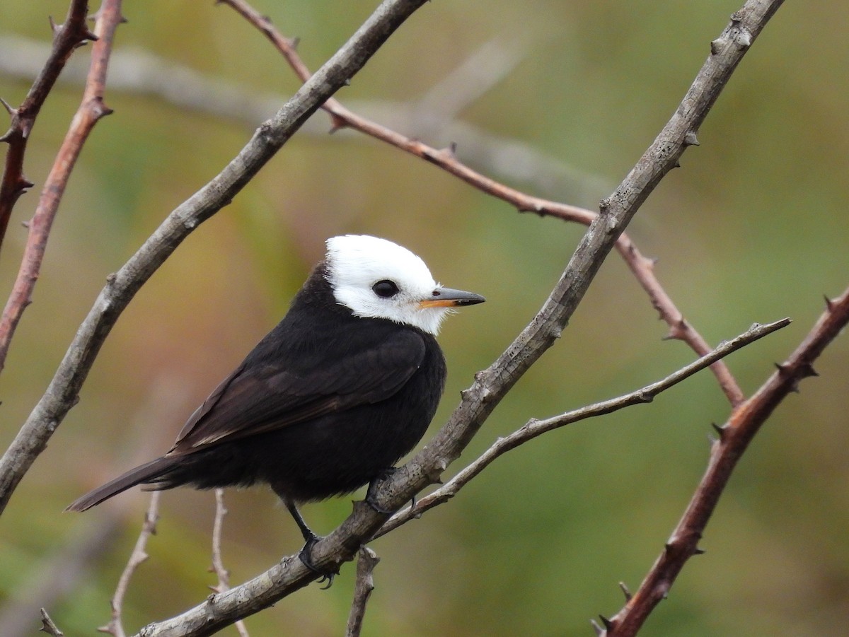 White-headed Marsh Tyrant - ML645528132