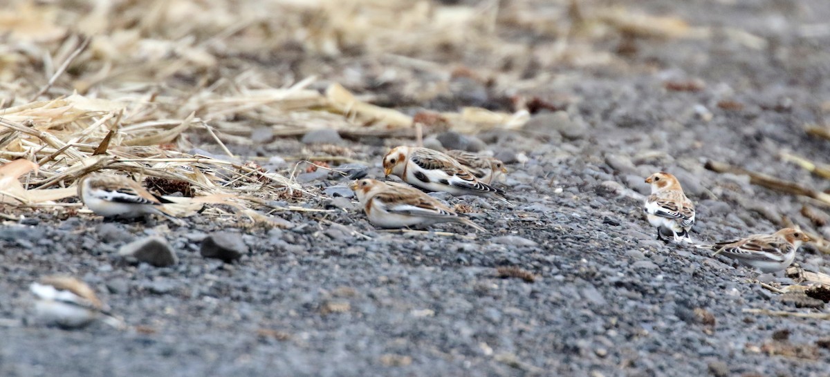 Snow Bunting - ML645528135
