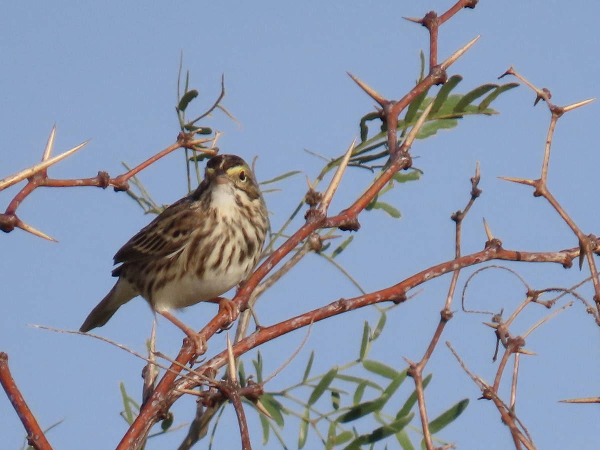 Savannah Sparrow - ML645528140