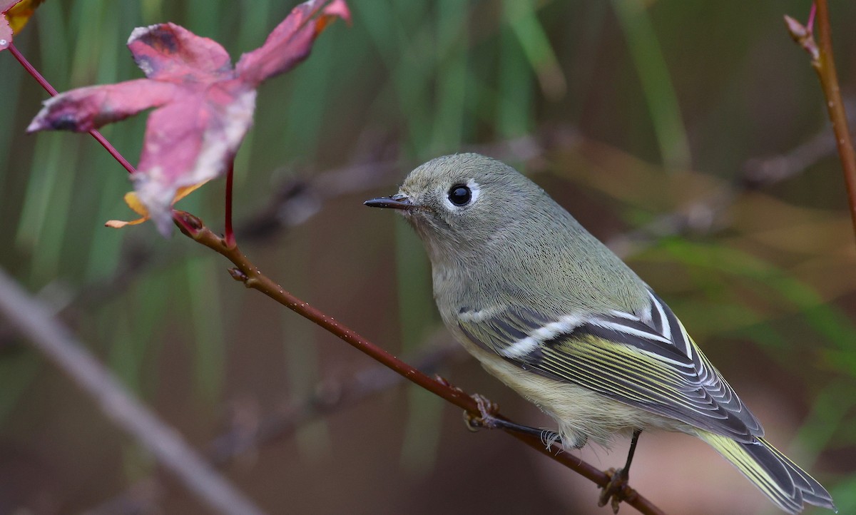 Ruby-crowned Kinglet - ML645528144