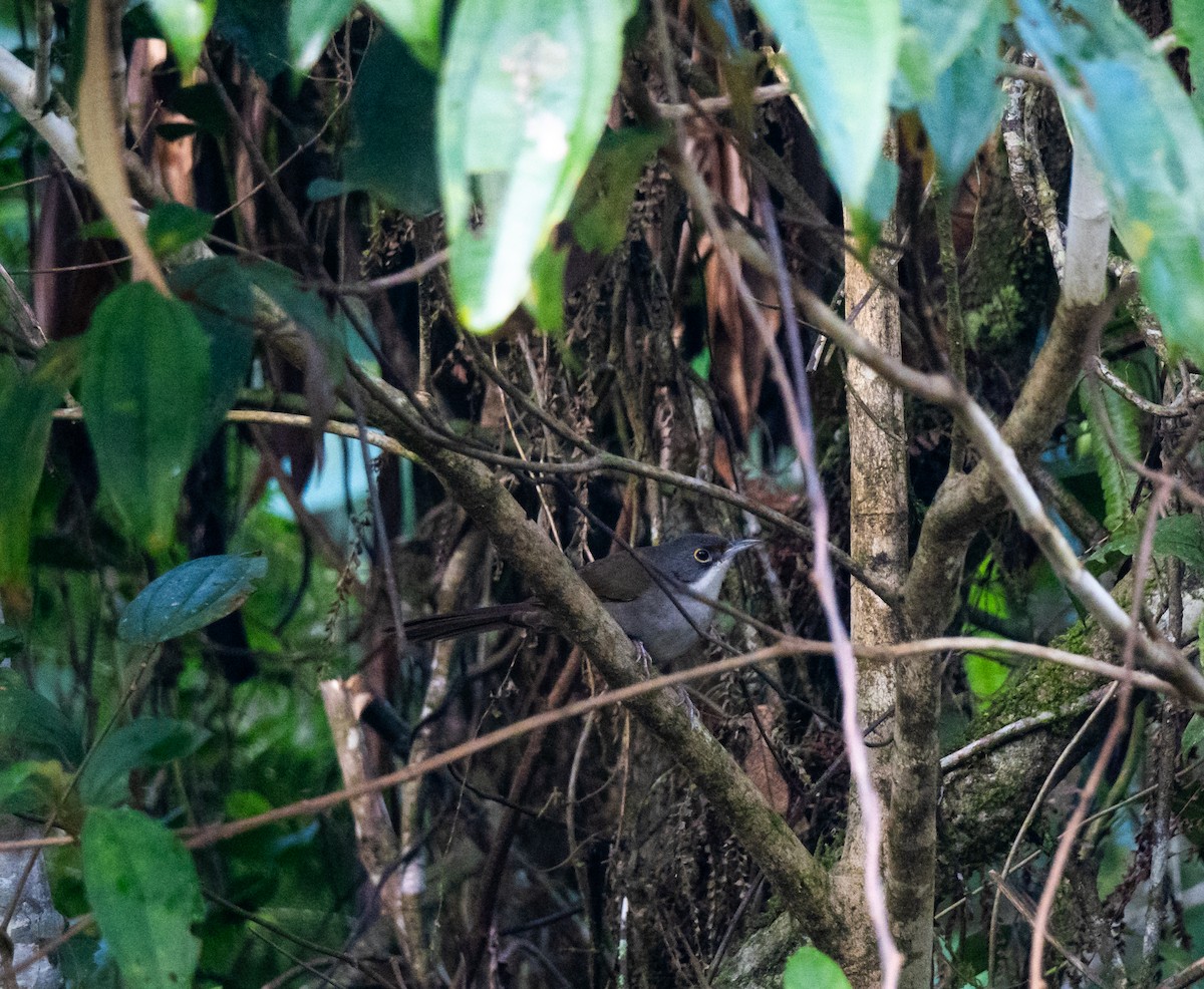 Tangara Dominicana - ML645528146