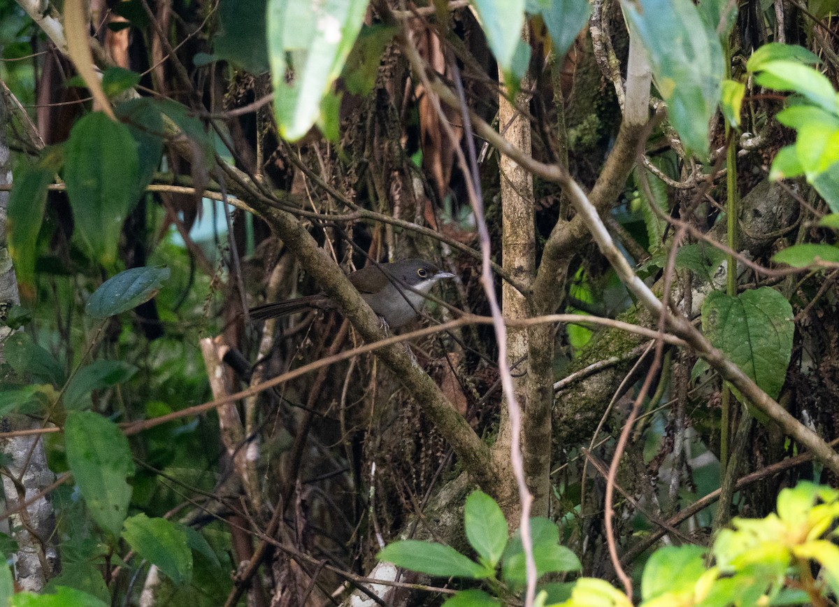 Tangara Dominicana - ML645528147