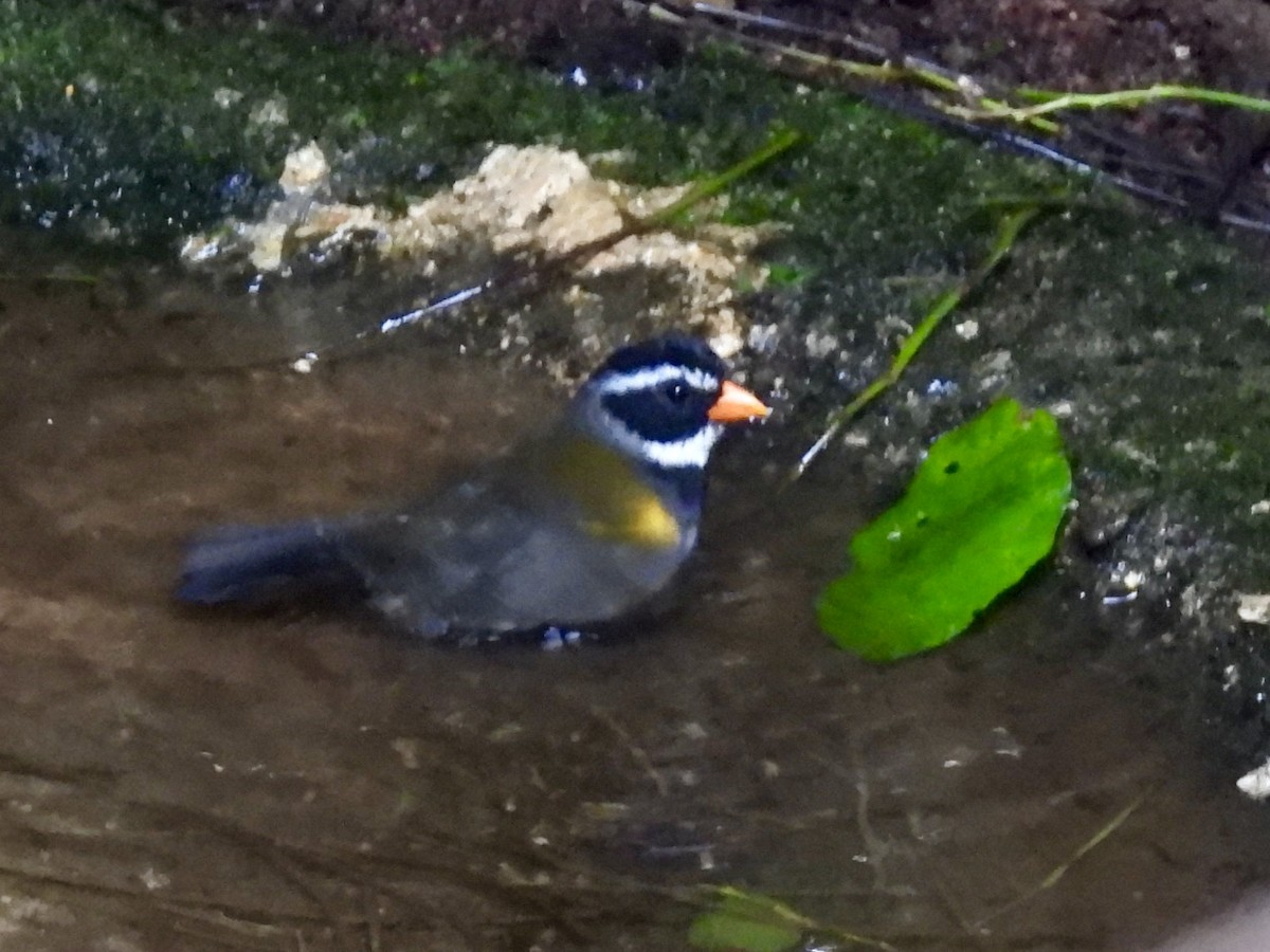 Cerquero Piquinaranja - ML645528148