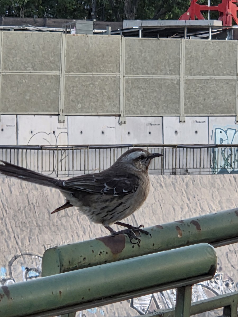 Sinsonte Tenca - ML645528149