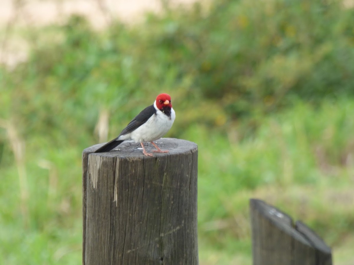 Cardenilla Piquigualda - ML645528150