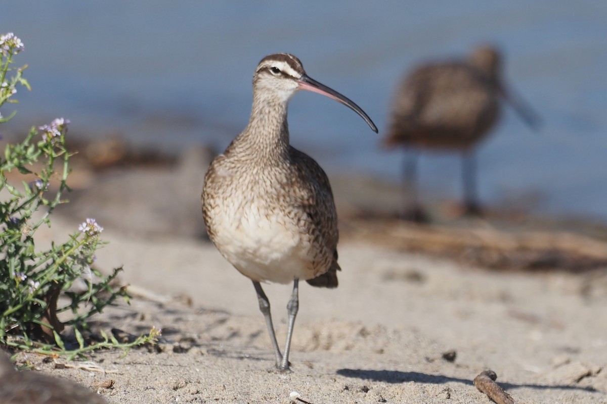 Zarapito Trinador Americano - ML645528151