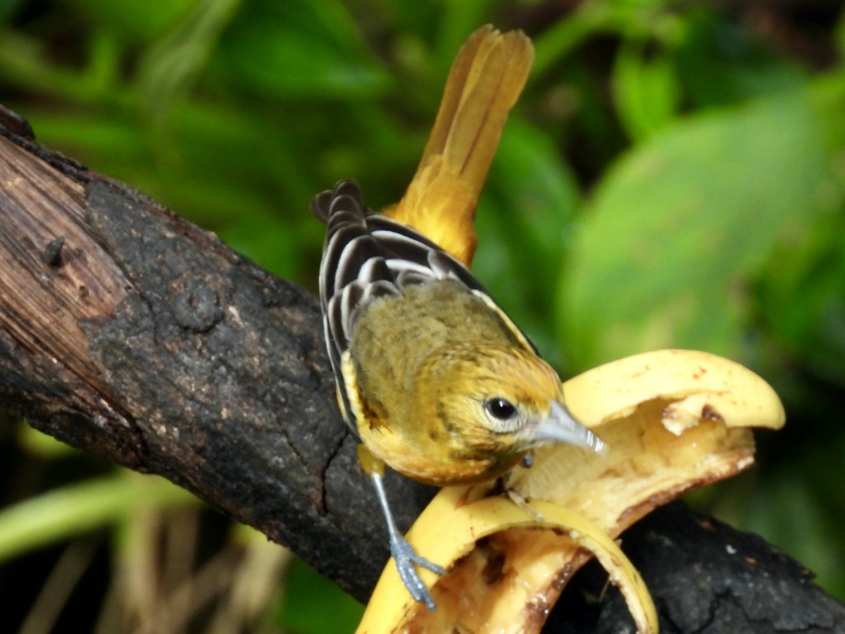 Turpial de Baltimore - ML645528152