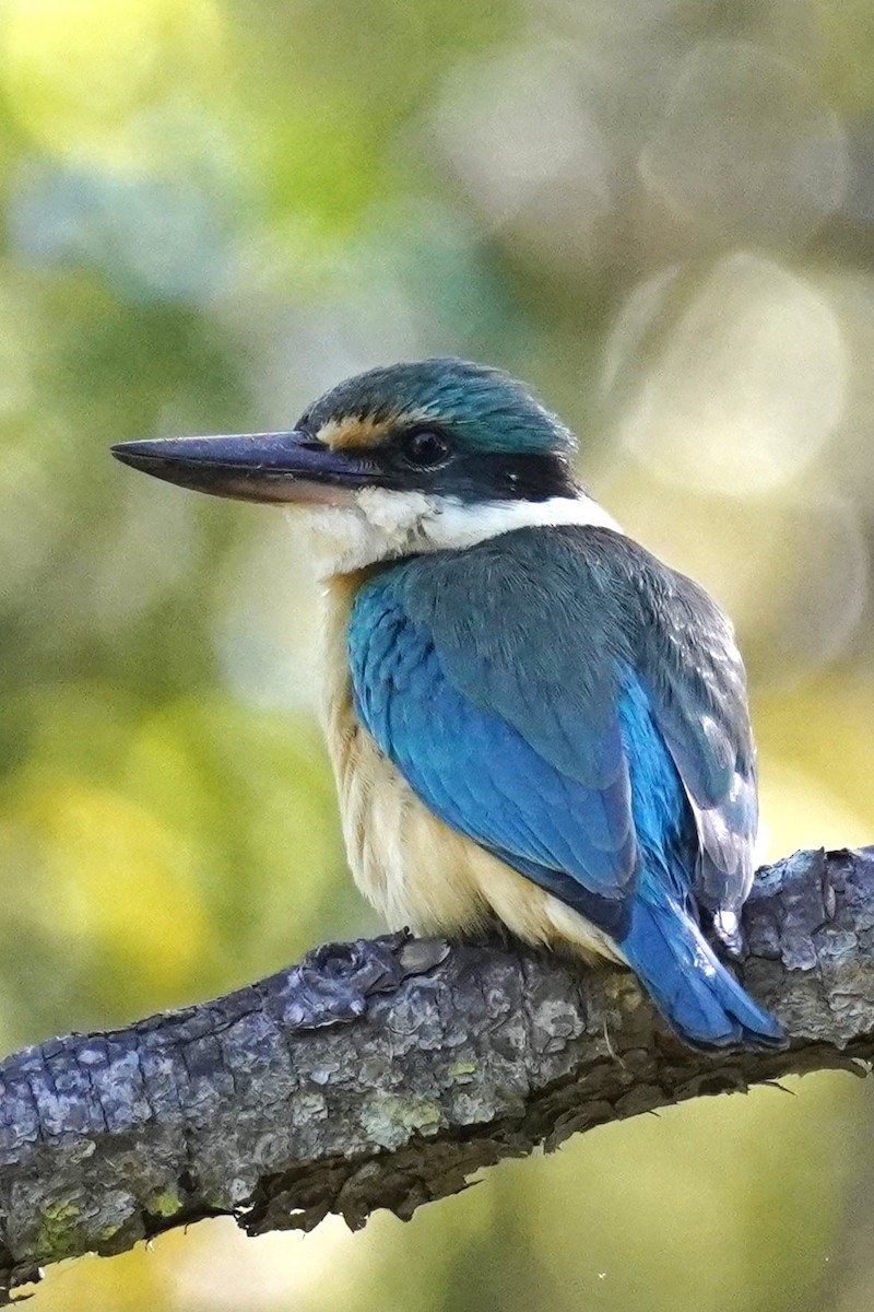 Alción Sagrado - ML645528153