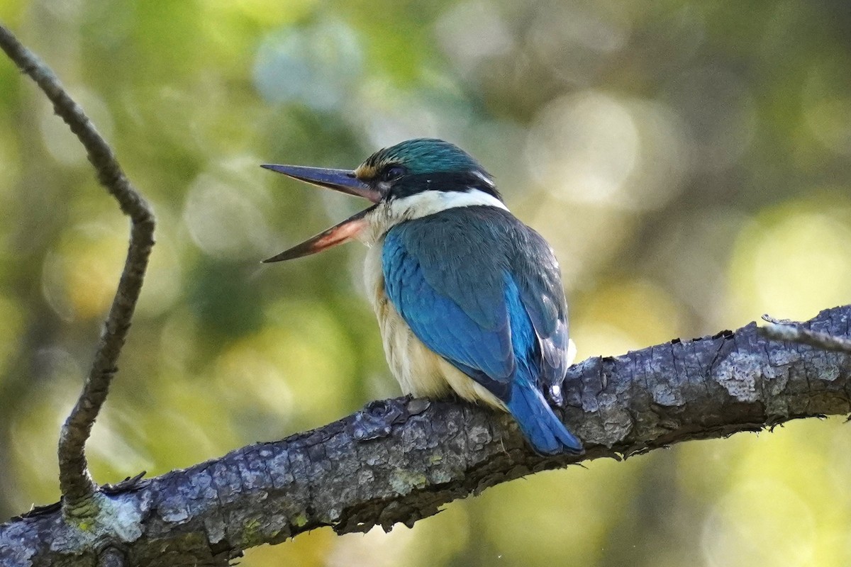 Alción Sagrado - ML645528154