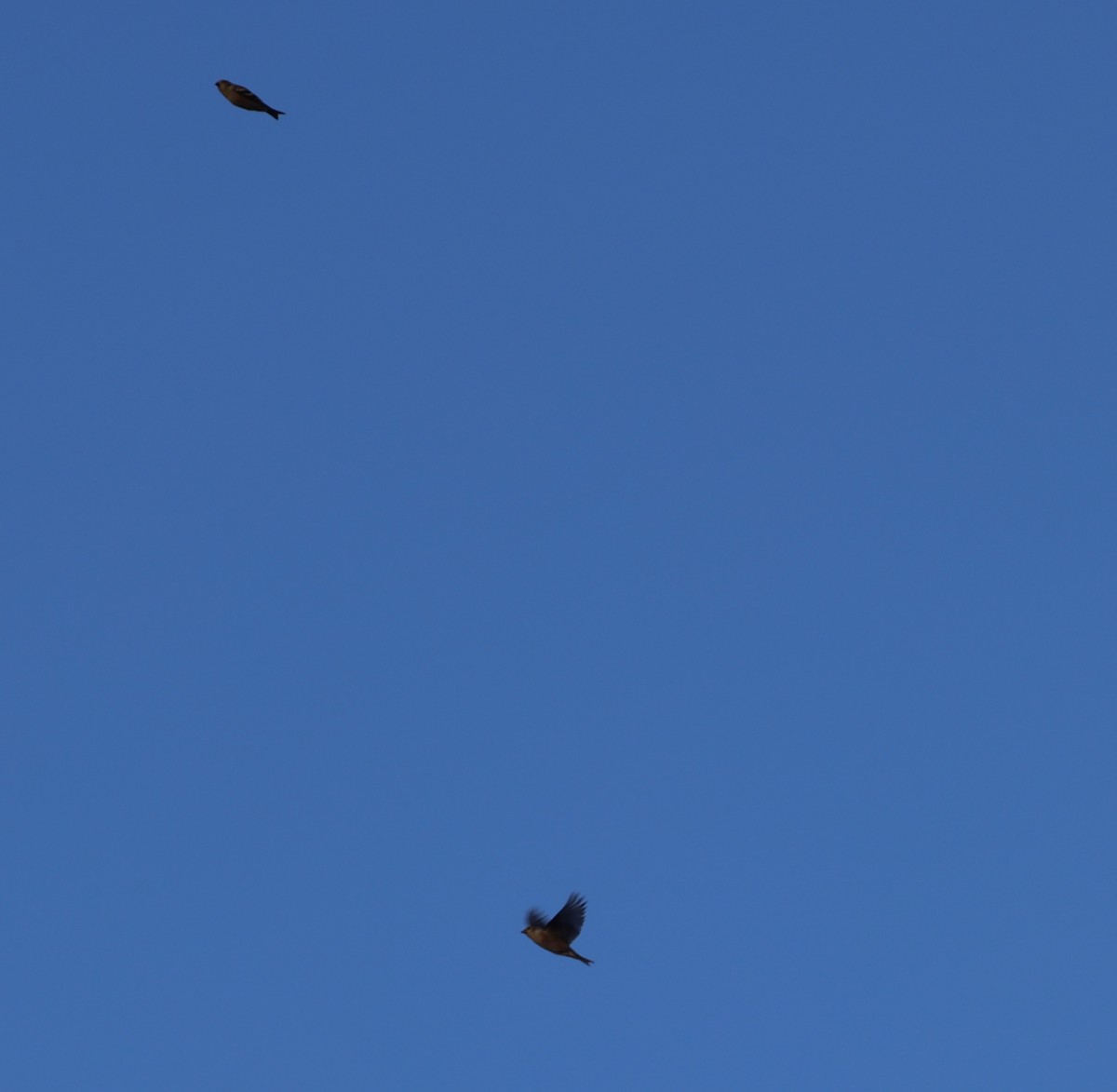 Jilguero Yanqui - ML645528155