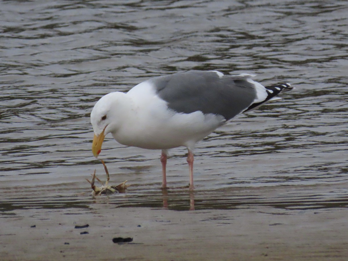 Gaviota Occidental - ML645528156