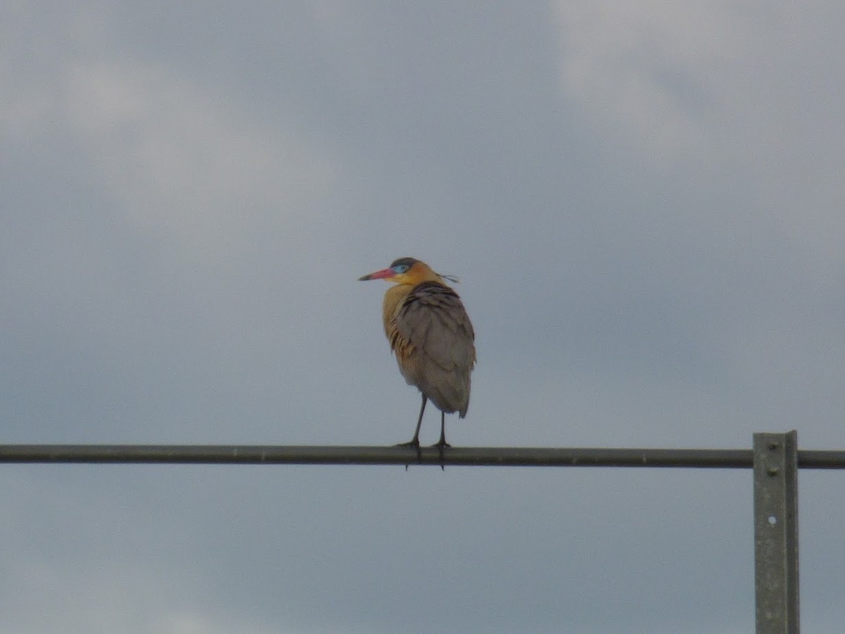 Garza Chiflona - ML645528157