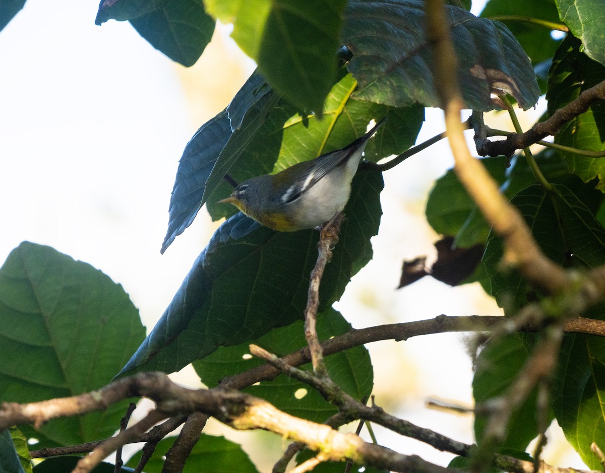 Parula Norteña - ML645528160