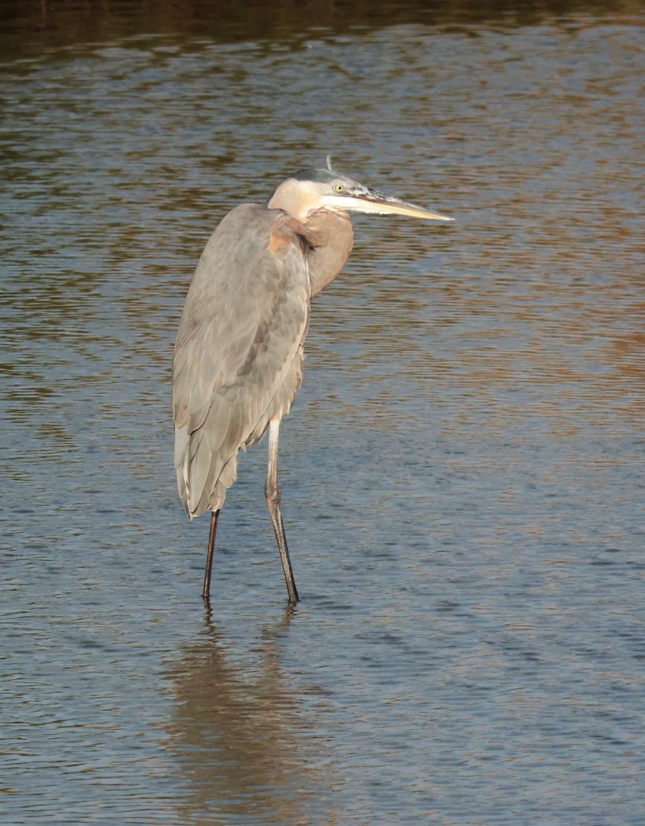 Garza Azulada - ML645528161